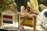 Испанские СМИ: осьминога Пауля могут обменять