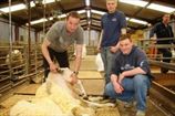 Новозеландские фермеры продвигают стрижку овец в программу ОИ