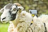 Овцы снимут Тур де Франс