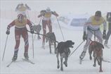 Бьорндален стал вторым в гонке на собачьих упряжках. ФОТО