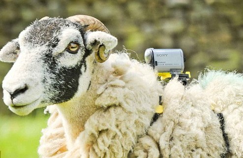 Овцы снимут Тур де Франс Организаторы Большой петли намерены привлечь животных к созданию телевизионного продукта.