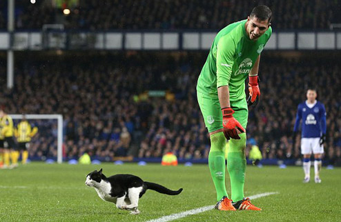 Эвертону помог победить кот. ВИДЕО, ФОТО Во время матча Кубка Англии на поле появился черно-белый зверек.